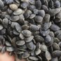 Purple Passion fruit Seeds (Passiflora edulis) 50 seed for The Gardener & Rare Seed Collector