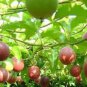 Purple Passion fruit Seeds (Passiflora edulis) 50 seed for The Gardener & Rare Seed Collector