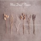 MINI dried flower natural lavender caspia bunny tail lagurus snow white preserved