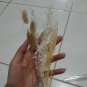 MINI dried flower natural lavender caspia bunny tail lagurus snow white preserved