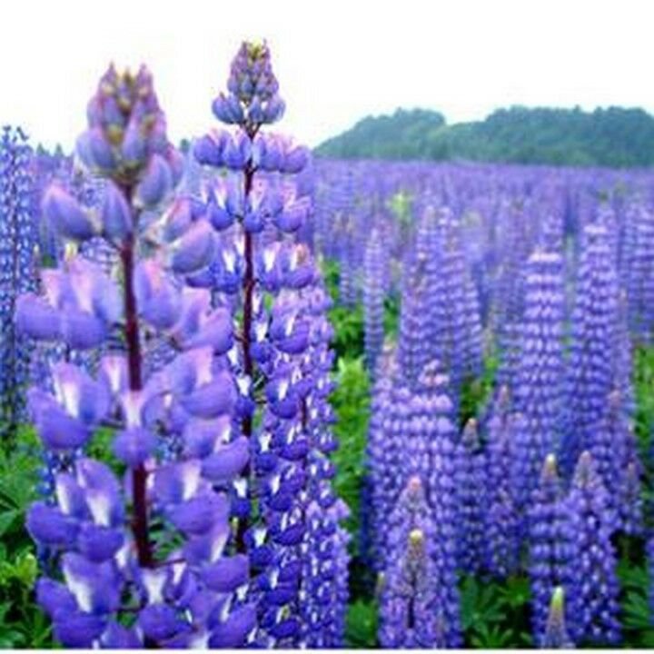 Jammas5 Lupine- Perennis- 100 seeds