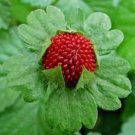 Jammas5 Strawberry- Duchesnea Indica Tuttifrutti- 100 Seeds