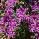 Jammas5 Ironweed (Vernonia Fasciculata)- 200 Seeds