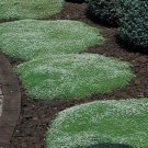 Jammas5 Irish Moss- Sagina Subulata-100 Seeds
