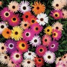 Jammas5 Ice Plant -Livingston Daisy (Dorotheanthus Bellidiformis) Mix- 200 Seeds