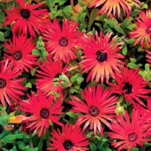 Jammas5 Ice Plant -Livingston Daisy (Dorotheanthus Bellidiformis) Red- 100 Seeds