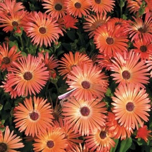 Jammas5 Ice Plant -Livingston Daisy (Dorotheanthus Bellidiformis) Orange- 100 Seeds
