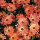 Jammas5 Ice Plant -Livingston Daisy (Dorotheanthus Bellidiformis) Orange- 100 Seeds