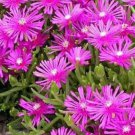 Jammas5 Ice Plant (Delosperma Cooperi Table Mountain)- 25 Seeds