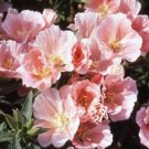 Jammas5 Godetia Sybil ( Grandiflora Azaelaflora Sherwood)- 100 seeds