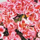 Jammas5 Godetia Rembrandt- ( Grandiflora Azaelaflora )- 100 seeds