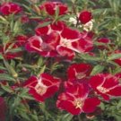 Jammas5 Godetia Meteor- ( Grandiflora Azaelaflora )- 100 seeds