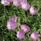 Jammas5 Godetia Bottae Lilac- 100 seeds