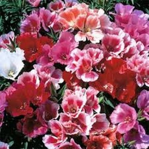 Jammas5 Godetia Grandiflora Tall Double Mix--100 seeds