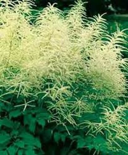 Jammas5 Goat's Beard- Cream-Aruncus (Aethusifolius Dioicus)-100 seeds
