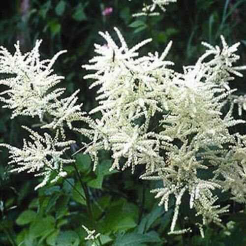 Jammas5 Goat's Beard- White-Aruncus (Aethusifolius Noble Spirit)-100 seeds