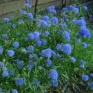 Jammas5 Gilia Capitata-(Queen Anne's Thimbles)- 100 Seeds