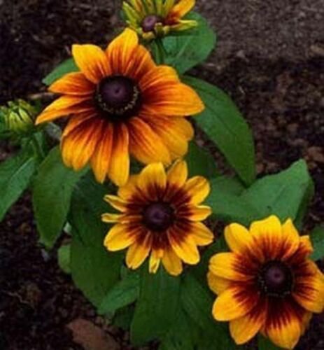 Jammas5 Gloriosa Daisy (Rudbeckia Hirta Sunset)- 200 seeds
