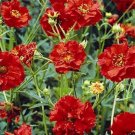 Jammas5 Geum- Chiloense- Mrs. Bradshaw- 50 Seeds-
