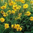 Jammas5 Geum Chiloense Lady Stratheden- 50 Seeds-