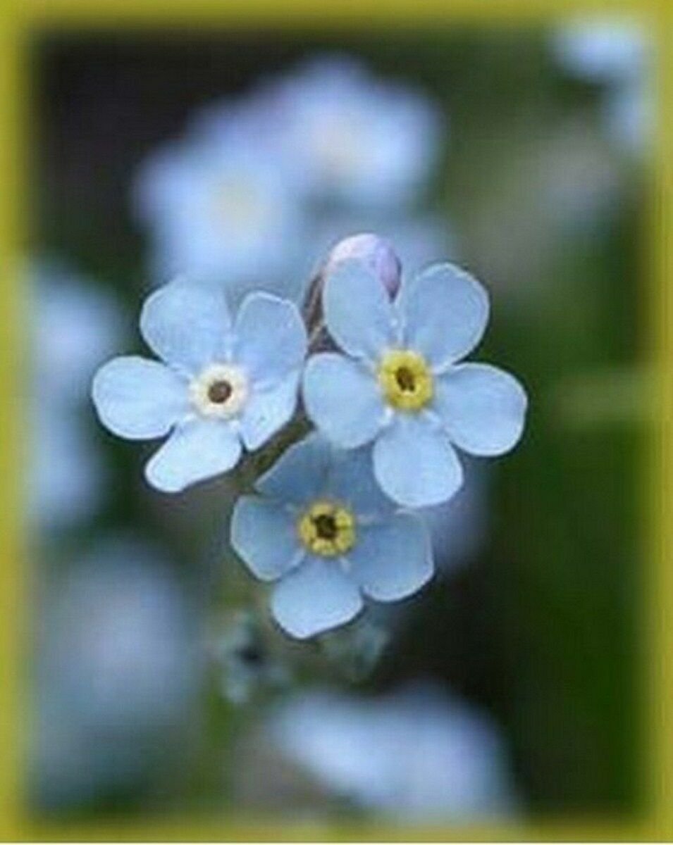 Jammas5 Myosotis Sylvatica - 500 seeds