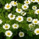 Jammas5 Feverfew (Chrysanthemum Parthenium)- 100 Seeds -