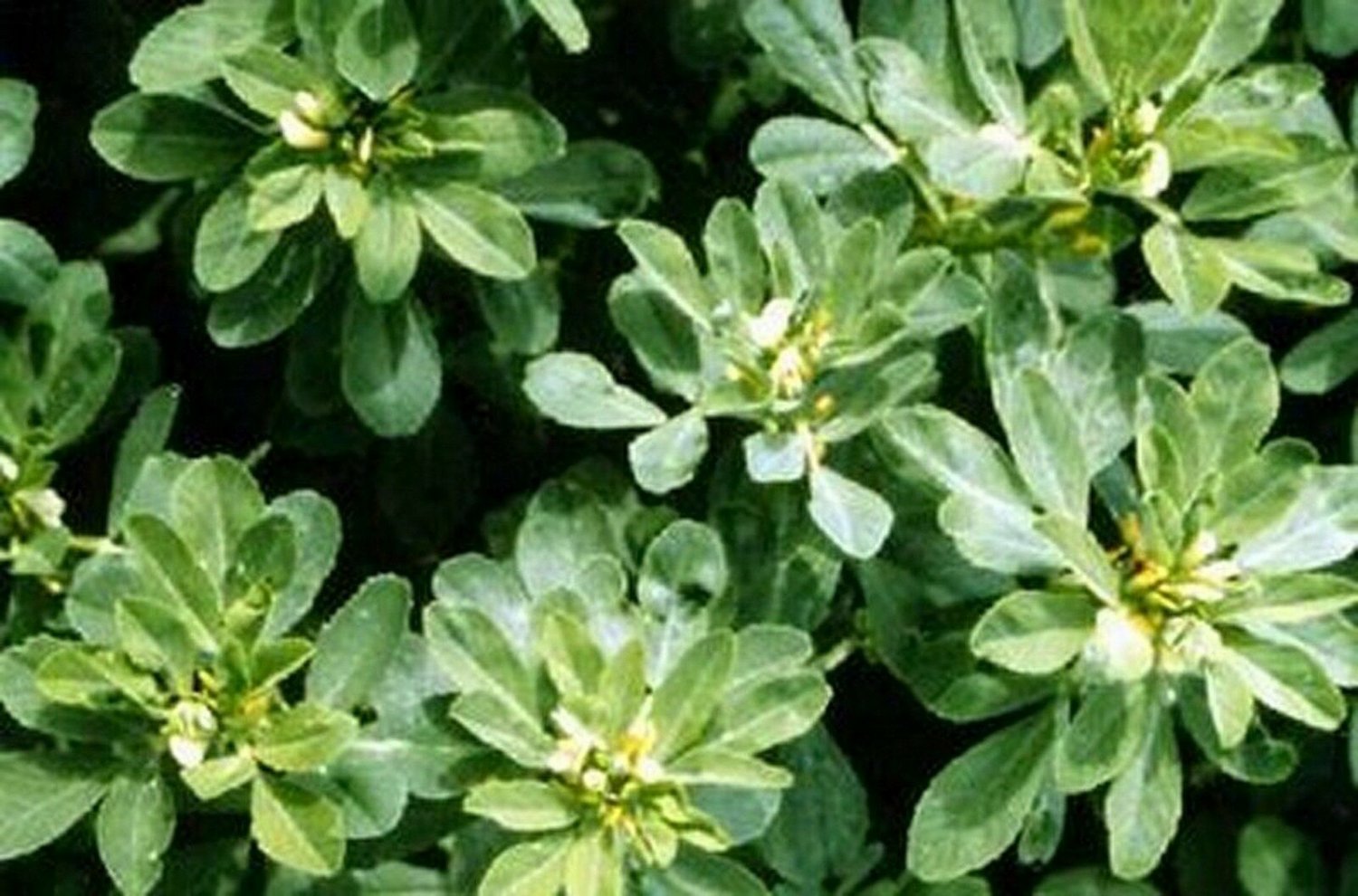Jammas5 Fenugreek (Trigonella Foenum-graecum)- 100 Seeds -