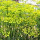 Jammas5 Fennel (Foeniculum Vulgare Florence)- 200 Seeds -