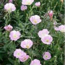 Jammas5 Evening Primrose- showy pink (Oenothera Speciosa)- 500 Seeds