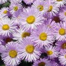 Jammas5 Erigeron ( Speciosus Pink Jewel)-100 Seeds