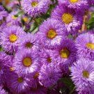 Jammas5 Erigeron ( Speciosus Azure Fairy)-100 Seeds