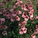 Jammas5 Diascia Barberae- Pink- 100 Seeds