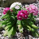 Jammas5 Dianthus- Sweet William Mix- Barbatus- 200 Seeds