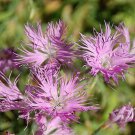 Jammas5 Dianthus- Superbus -Rose - 100 Seeds