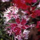 Jammas5 Dianthus- Spooky Mix - 100 Seeds