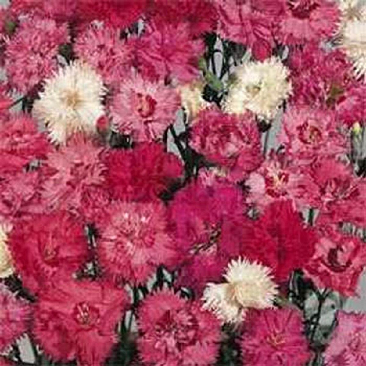 Jammas5 Dianthus Plumarius Spring Beauty - 100 Seeds