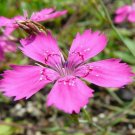 Jammas5 Dianthus- Deltoides- Maiden Pink- 200 seeds