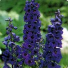 Jammas5 Delphinium- Cultorum- Black Knight- 50 seeds