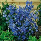 Jammas5 Delphinium- Cultorum- Butterfly Blue- 50 seeds