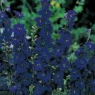 Jammas5 Delphinium -Consolida Blue Spire- 50 seeds