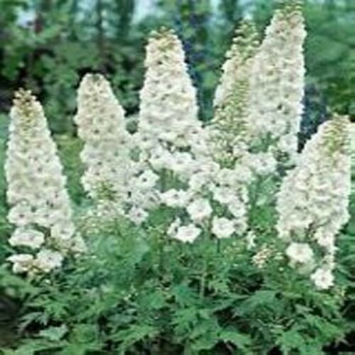 Jammas5 Delphinium -Consolida -White King- 50 seeds