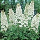 Jammas5 Delphinium -Consolida -White King- 50 seeds