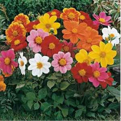 Jammas5 Dahlia- Variabilis- Mignon Mix- 25 seeds