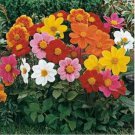 Jammas5 Dahlia- Variabilis- Mignon Mix- 25 seeds