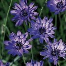 Jammas5 Cupid's Dart-(Catananche Caerulea)- Blue - 25 Seeds
