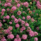 Jammas5 Crossworts-(Crucianella Stylosa)- Pink- 50 Seeds