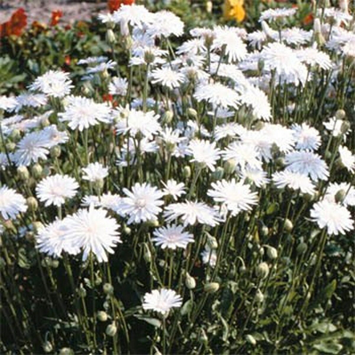 Jammas5 Crepis Rubra White-( Hawksbeard) - 50 Seeds