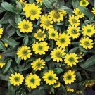 Jammas5 Creeping Zinnia (Sanvitalia Procumbens)- 50 Seeds
