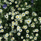Jammas5 Creeping Daisy- Chrysanthemum Paludosum- 200 Seeds