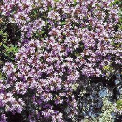 Jammas5 Creeping Thyme - wild(Thymus Serpyllum)- 500 Seeds
